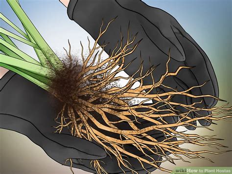 How To Plant Hostas 10 Steps With Pictures Wikihow