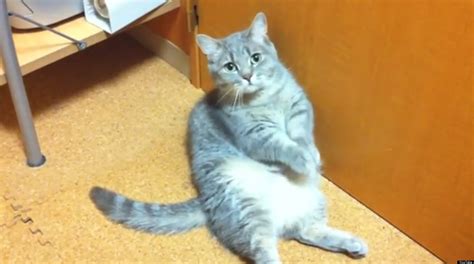 The Worlds Laziest Begging Cat Video Huffpost Uk