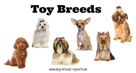 List Of Dog Breeds And Groupings