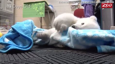 A Baby Polar Bear Grows Up An Adorable Time Lapse Of A Baby Polar