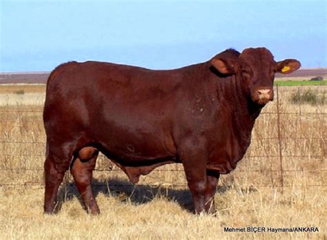 They were named for the spanish land grant where captain richard king originally. Santa Gertrudis Bull | Beef cattle, Cattle, Dairy cattle