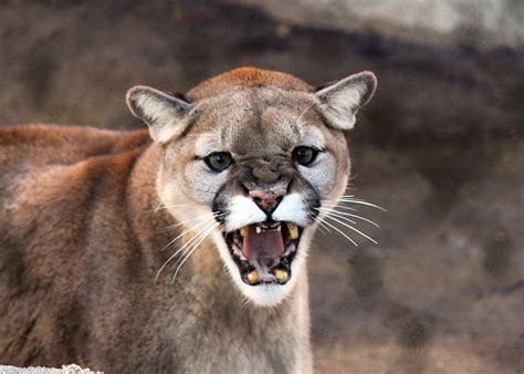 Cougar Cat Wildlife · Free Photo On Pixabay