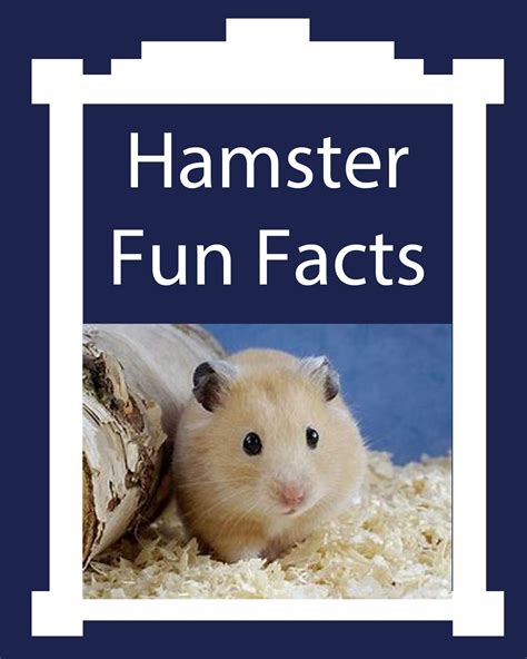 Hamster Fun Facts About These Tiny Pets Fun Facts For