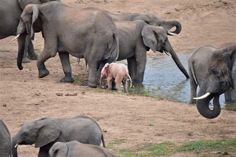 It Was Just An Ordinary Elephant Herd — Until He Spots