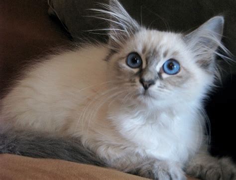 Balinese Blue Lynx Fur Kittycats Breedables Wiki Fandom