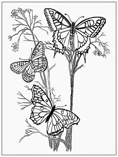 Https://wstravely.com/coloring Page/adult Coloring Pages With Butterflies