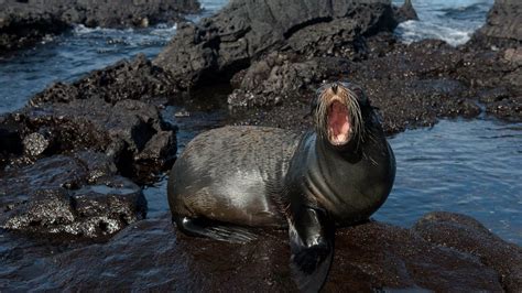 Fur Seal Go Galapagos