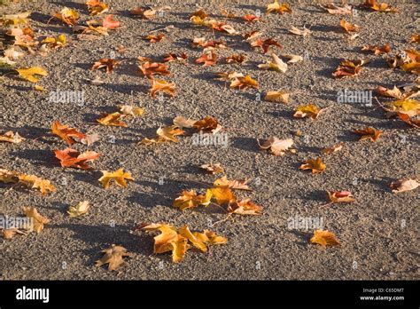 Autumn Leaves On The Ground Stock Photo Alamy