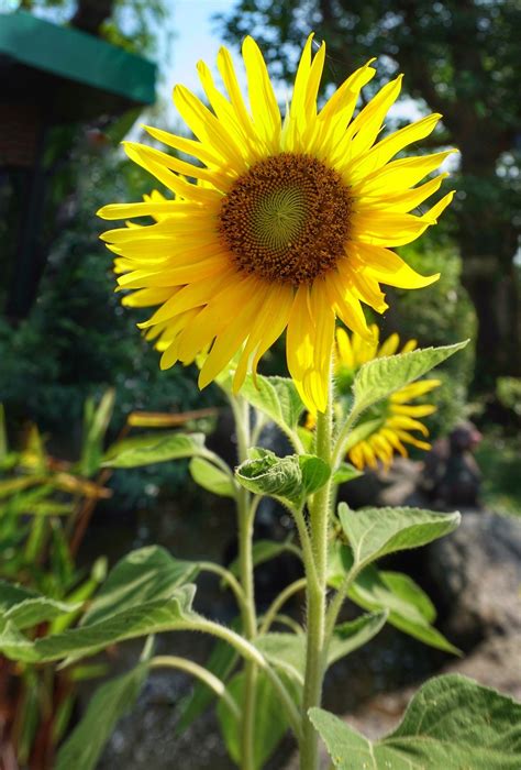How To Grow Sunflowers For Seeds
