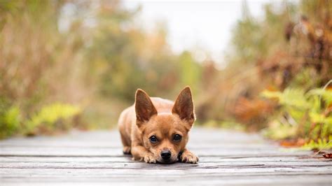 Wallpaper De Un Perro Pequeño 1920x1080 Fondos De Pantalla Y