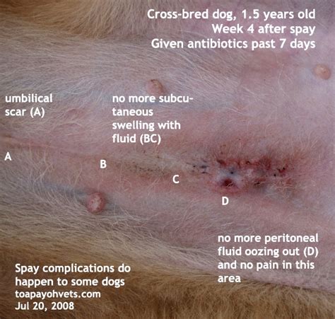 The week following the procedure is crucial for your spayed or neutered cat's recovery. Stitches After Spaying A Dog | www.imgarcade.com - Online ...
