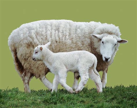 Whats The Difference Between A Lamb And A Sheep