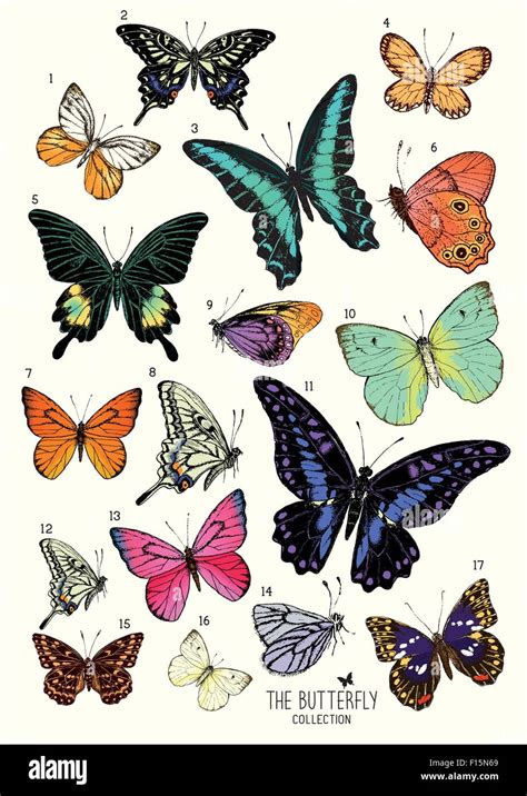 Large Collection Of Butterflies Hand Drawn Set Isolatedvector