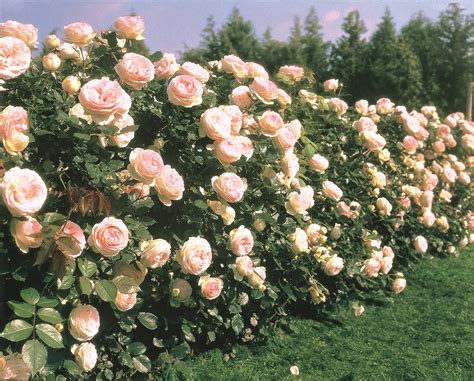 Climbing Eden Witherspoon Rose Culture