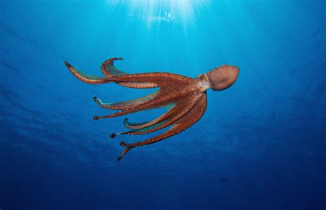 Does An Octopus Have A Soul This Author Thinks So