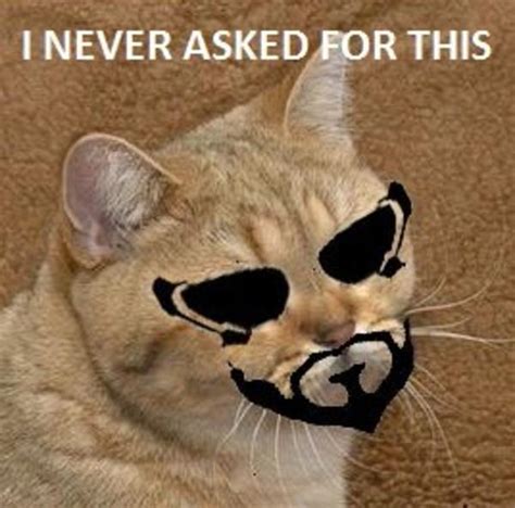 Image 273411 Starecat Grafics Cat Know Your Meme