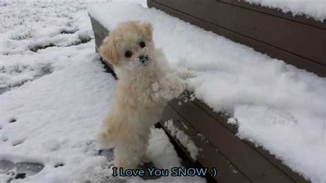My Adorable Maltipoo Toy Poodle Maltese Puppy First Snow Youtube