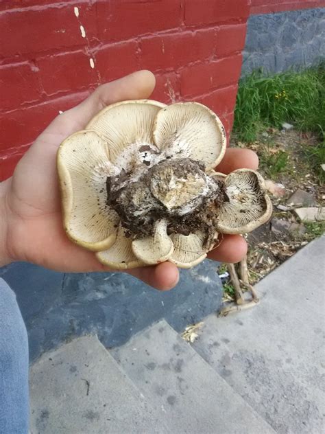 Help Identify Identifying Mushrooms Wild Mushroom Hunting