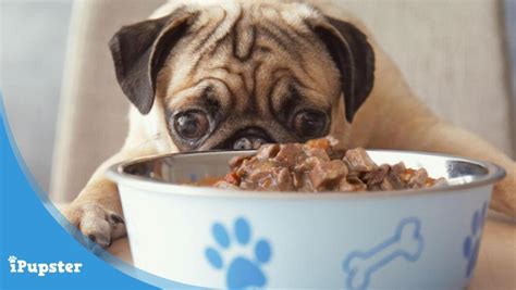 Below, we'll explain some of the symptoms of sensitive stomachs in dogs and describe the characteristics of foods that can often. Best Canned Dog Food for Sensitive Stomachs: Wet Food for ...
