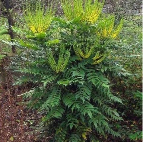 Winter Sun Mahonia For Sale Compare Best Prices Top Rated Nurseries
