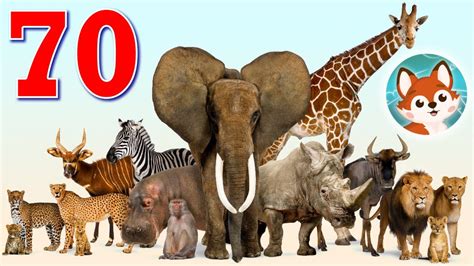 70 разных животных Большая викторина для детей Какие бывают животные