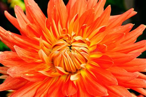Orange Flowers Dahlia Closeup Stock Image Image Of Blooming Chalices