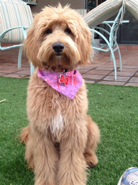 Where can i find a labradoodle at a glance. GROOMING NEEDS OF THE AUSTRALIAN LABRADOODLE | BBird's ...