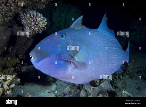 Blue Triggerfish Pseudobalistes Fuscus At Night Dive Site Gordon