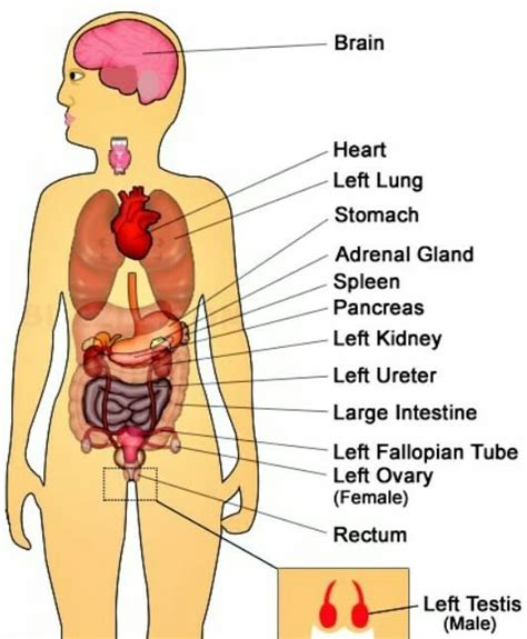 If the appendix becomes inflamed, starts leaking or ruptures, it may. Pin on Body Organs