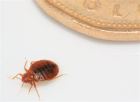 Montana Helena Bozeman Missoula Bed Bug Bed Bug Extermination Bed