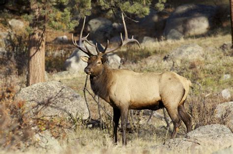 Opportunity Late Season New Mexico Bull Elk Tags Gohunt