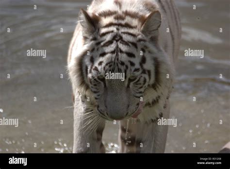 White Tiger Swimming Hi Res Stock Photography And Images Alamy