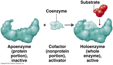 Noun proenzyme any of a group of proteins that are converted to active enzymes by partial breakdown, as by the action of an acid or other noun proenzyme the inactive form of an enzyme; Immunology | Immune system| Immunity: What are Enzymes|Co ...