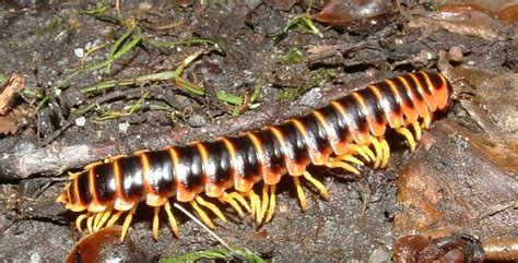 Well you're already familiar with many of these creatures, there are almost no places on earth you can live without an arthropod nearby! 10 Facts about Arthropods | Fact File