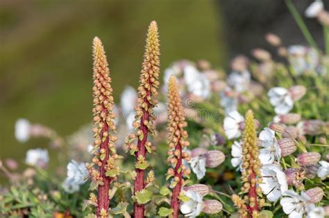 Navelwort Umbilicus Rupestris Flowers Stock Photo Image Of Nature