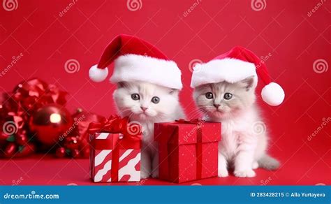 The Cat And Kittens Celebrate The Christmas Holidays In A Red Santa