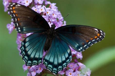 The Breathtaking Colors Of The Most Beautiful Butterflies