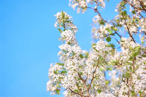 Free Images Tree Branch Plant Sky Sunlight Flower Bloom Food