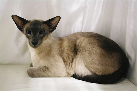 Balinese And Siamese Cat Show 2013 Siamese Cat Breeder