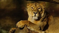 Animal Lion 4K HD Animals Wallpapers | HD Wallpapers | ID #34046