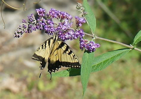 Swallowtail Do Tigre Arbusto De Foto Gratuita No Pixabay Pixabay