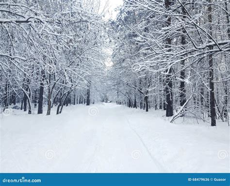 Beautiful Winter Covered Snow Forest In Snowy Day Stock Photo Image
