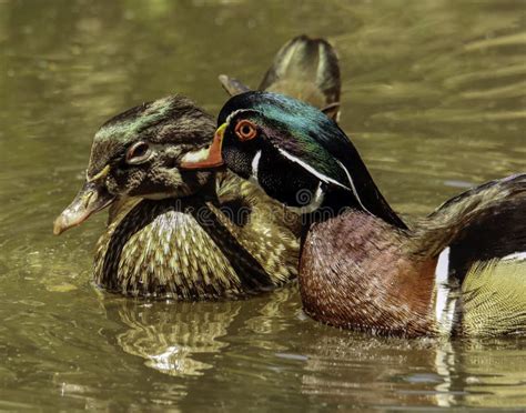 Wood Duck Pair Stock Image Image Of Male Close Colors 99642397