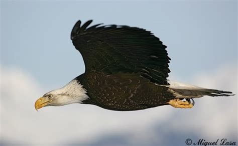 El Aguila Calva El Aguila Calva Emblema De Estados Unidos