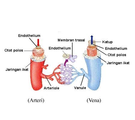 Pembuluh Balik Vena DETIK BIOLOGI