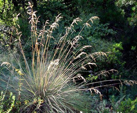 California Fescue California Native Plants Perennial Grasses