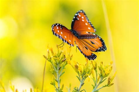 Butterfly Nature Insects Macro Zoom Close Up Wallpaper Wallpapers