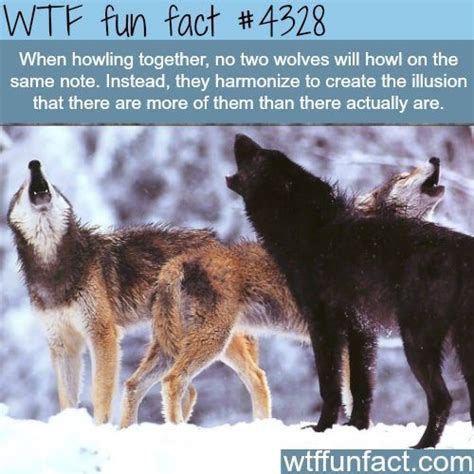 Pin By Shay On To Wolves Facts About Wolves Animal Facts Weird Facts