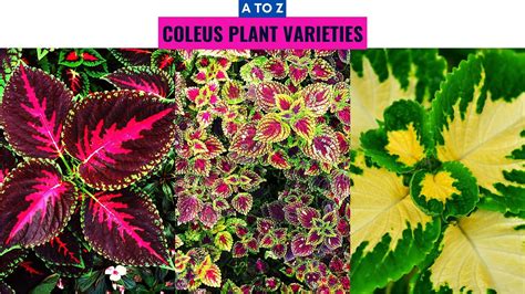 Coleus Plant Varieties A To Z Youtube