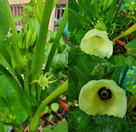 Baby Bubba Dwarf Okra Seeds Plant And Heal